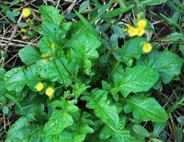 农村田里一种小黄花,农民人用它来喂猪,殊不知对