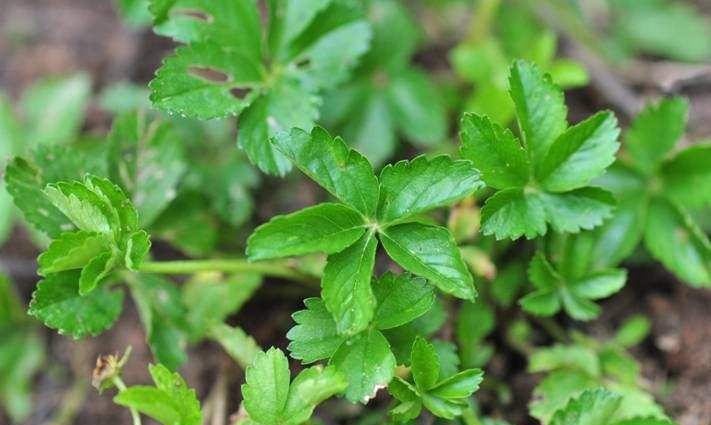 农村路旁的一种野草名叫五匹风是常见的一味草药你认识吗