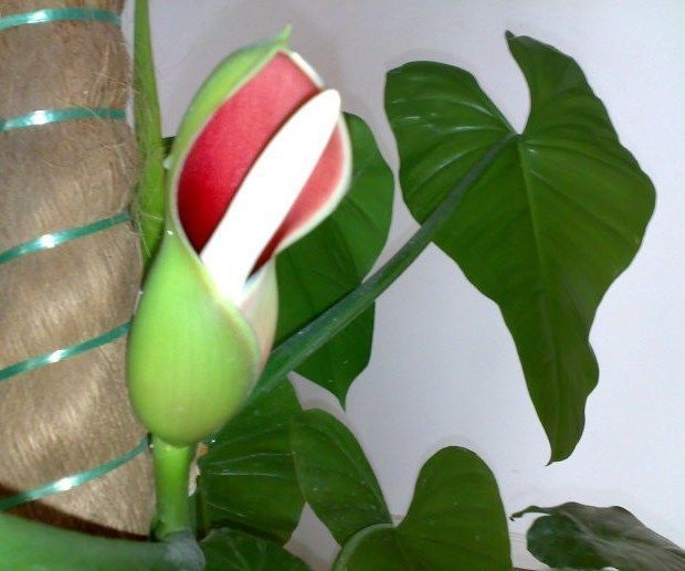 绿萝开花了,整个一食人花,骗我花朵能泡茶喝!