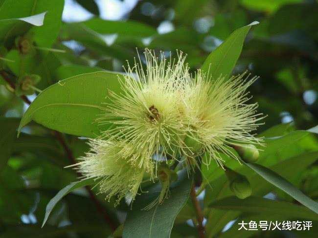 南方农村常见的"空心野果"肉却没有皮好吃, 北方人很少见过|南方|蒲桃
