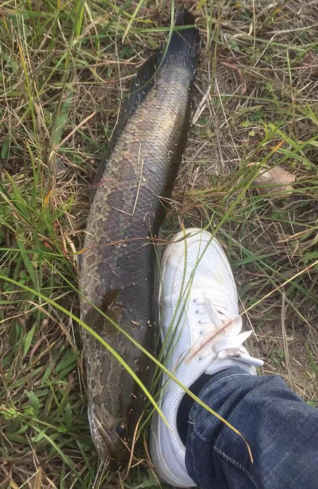 鸭子塘蹲守数天,终于钓获"水塘巨怪",老乡:塘里的鱼精|黑鱼|水塘|老乡