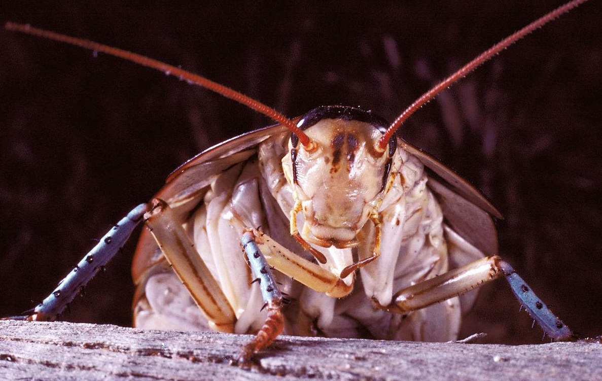 蟑螂号称打不死的"小强",它的天敌是什么?