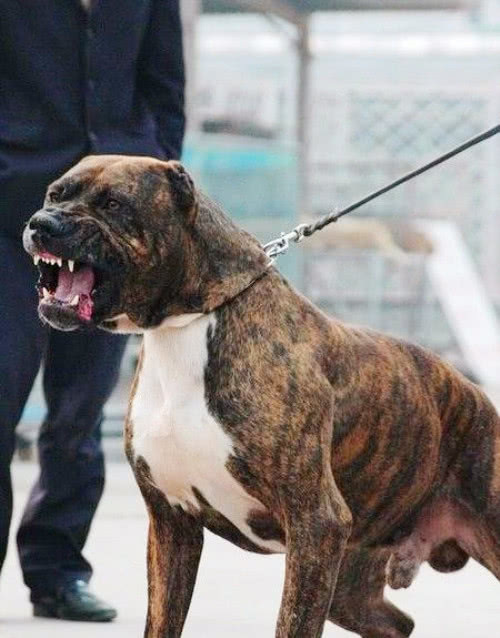 一种极具烈性的猛犬,犹如迅猛的威士忌,完全碾杀比特犬