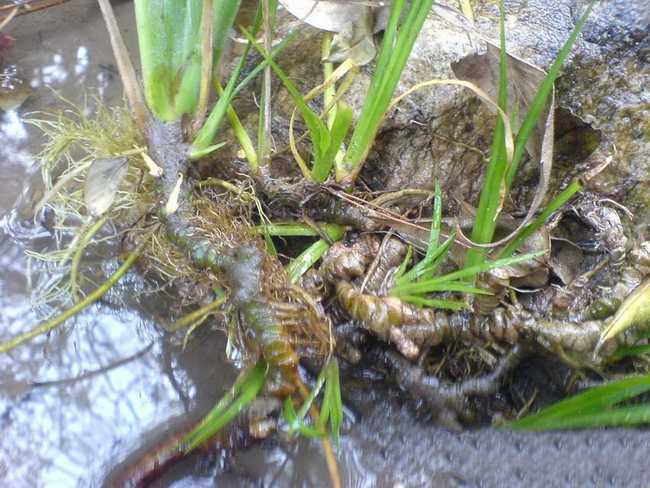 农民对野外的野生植物应该都是比较熟悉的,不过大多数的植物农民们