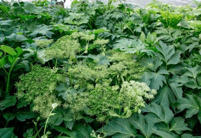 农村人的"长生不老药", 长在农田无人识, 城里花钱还难买到|明日叶