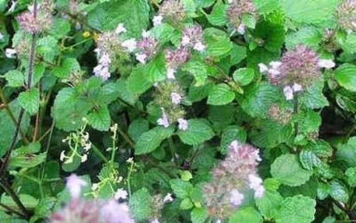 也可以治疗感冒和腹痛的症状,无名肿毒也是可以治疗的