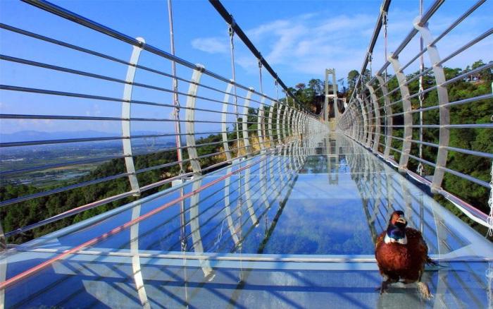 山鸡误落玻璃桥游客群体围观拍照山鸡我是谁我在那