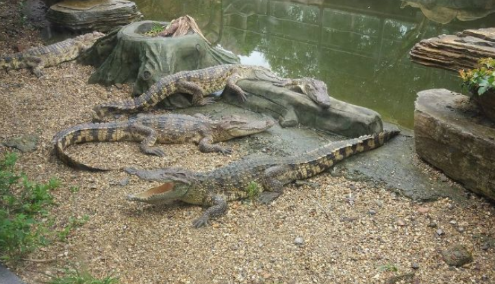 妻子失足掉下鳄鱼池,男子怒打鳄鱼,转身救妻子时无法淡定