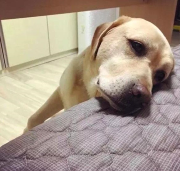 狗狗忠心不吃不喝守在主人床边不肯走,只因为担心感冒的主人!