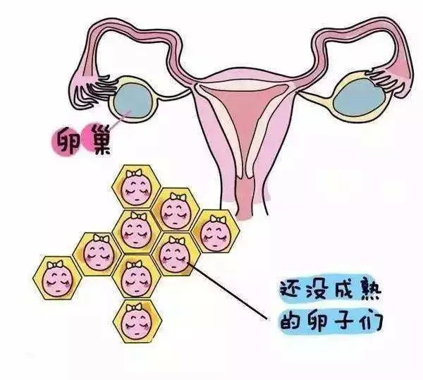 还可以有效呵护女性卵巢,对于解决女性卵泡发育不好也是有促进的作用