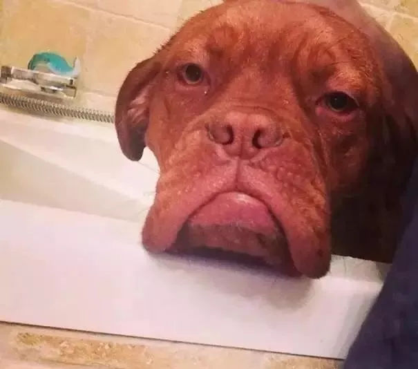 做什么事儿能让狗哭出声?