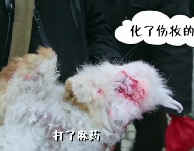 《大江大河》踩兔子的场景,虽然踩是假踩,但兔子是真的兔子!