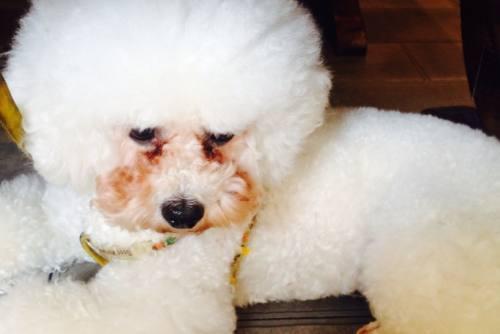 比熊犬"泪痕"怎么去除?
