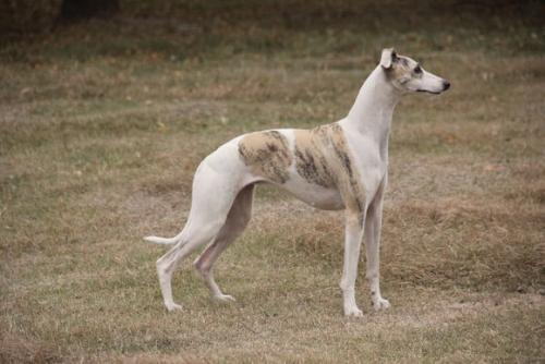 此犬被称为“小灵缇”,是奔跑速度最快的犬种之一,能力不输灵缇|惠比特犬|犬种|奔跑_新浪新闻