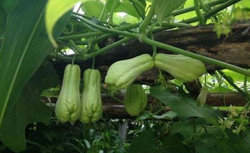 人称"千金瓜",其实是蔬菜,一棵树够吃一年,产量高价格不低!