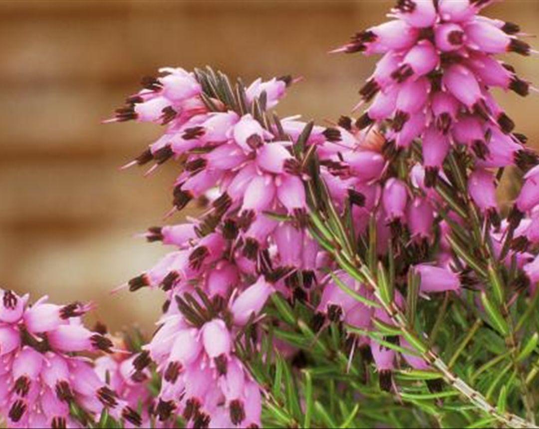 养殖欧石楠时, 掌握正确的养护方法, 让你的欧石楠花开满枝头