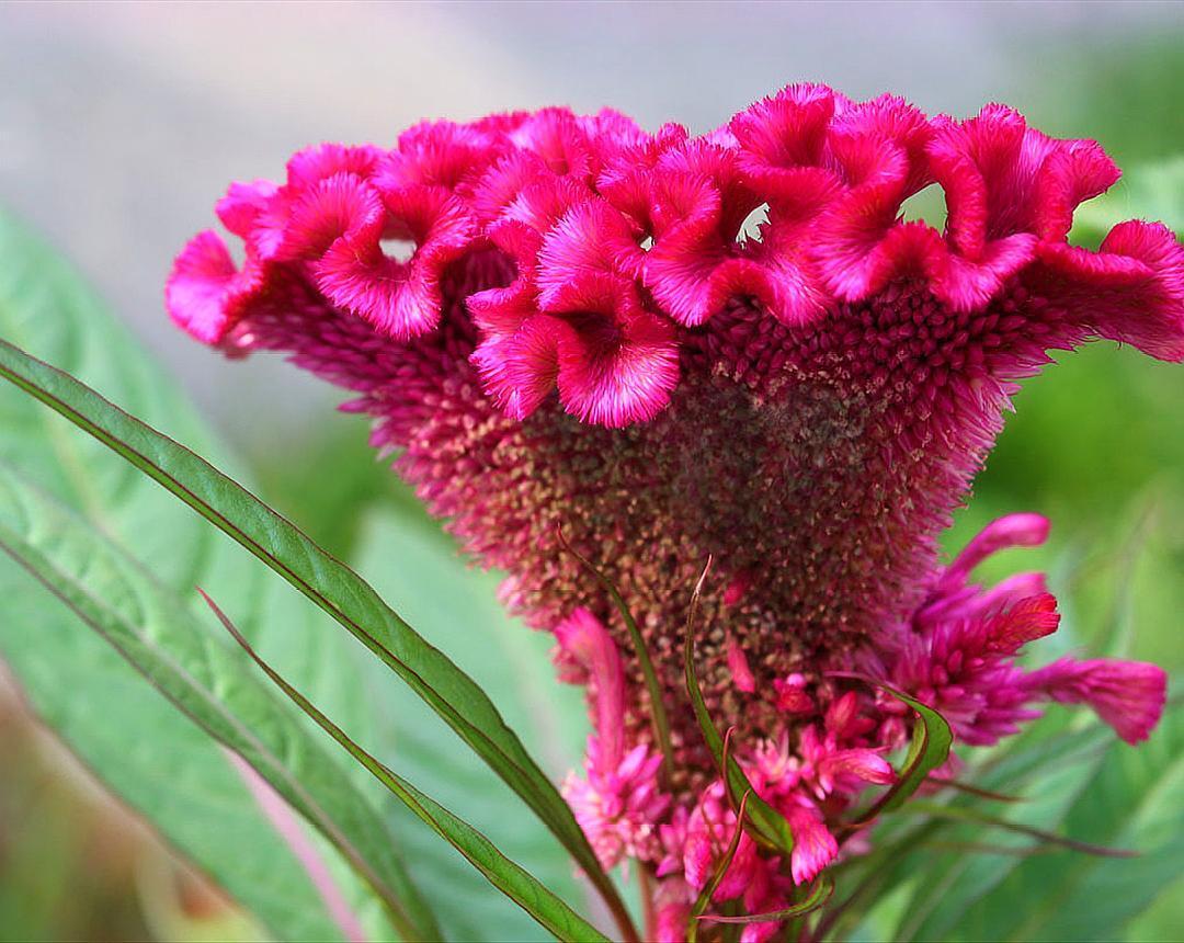 盘点鸡冠花四季的浇水方法掌握好这些方法枝繁叶茂健康生长