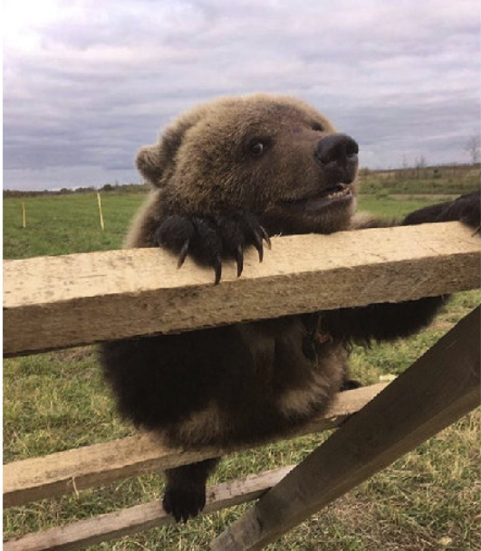 在俄罗斯当熊真刺激|棕熊|俄罗斯|飞行员_新浪网