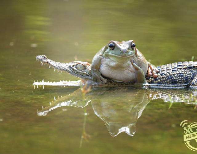 鳄鱼与青蛙狭路相逢,本以为青蛙够狂了,鳄鱼的举动更是大跌眼镜