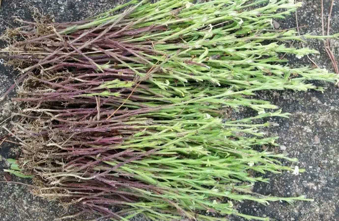 农村这种野草人称"独脚金",价值很珍贵,对治小儿疳积有疗效