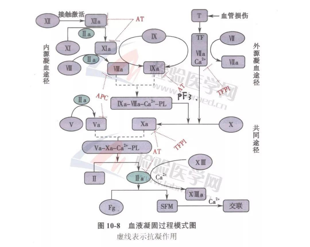 史上最强的凝血瀑布漫画再也不用担心记不住了