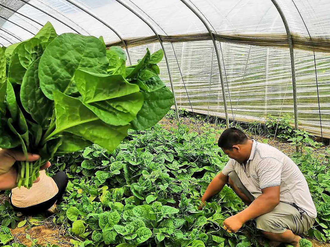 农民种植一种蔬菜 15天采摘一次 亩收入1万元 值得借鉴吗?