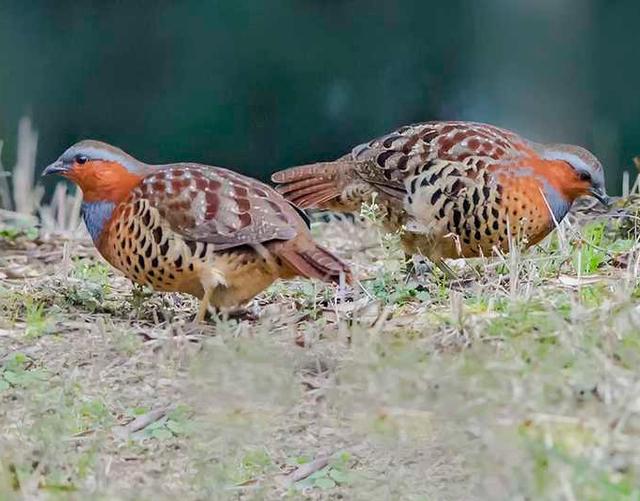 竹鸡生性好斗只要模仿雄性叫声就可以轻松诱捕但已不可这么做