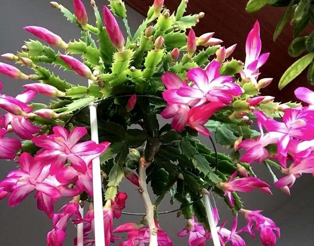 蟹爪兰开花少,撒点豆子,可以使它茁壮成长,越长越旺盛