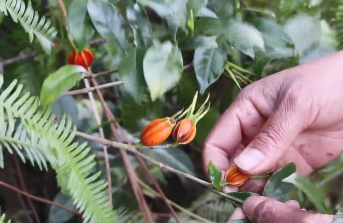 客家人非常喜欢这种野果子,重要节日都用得上它,你们那边有没有