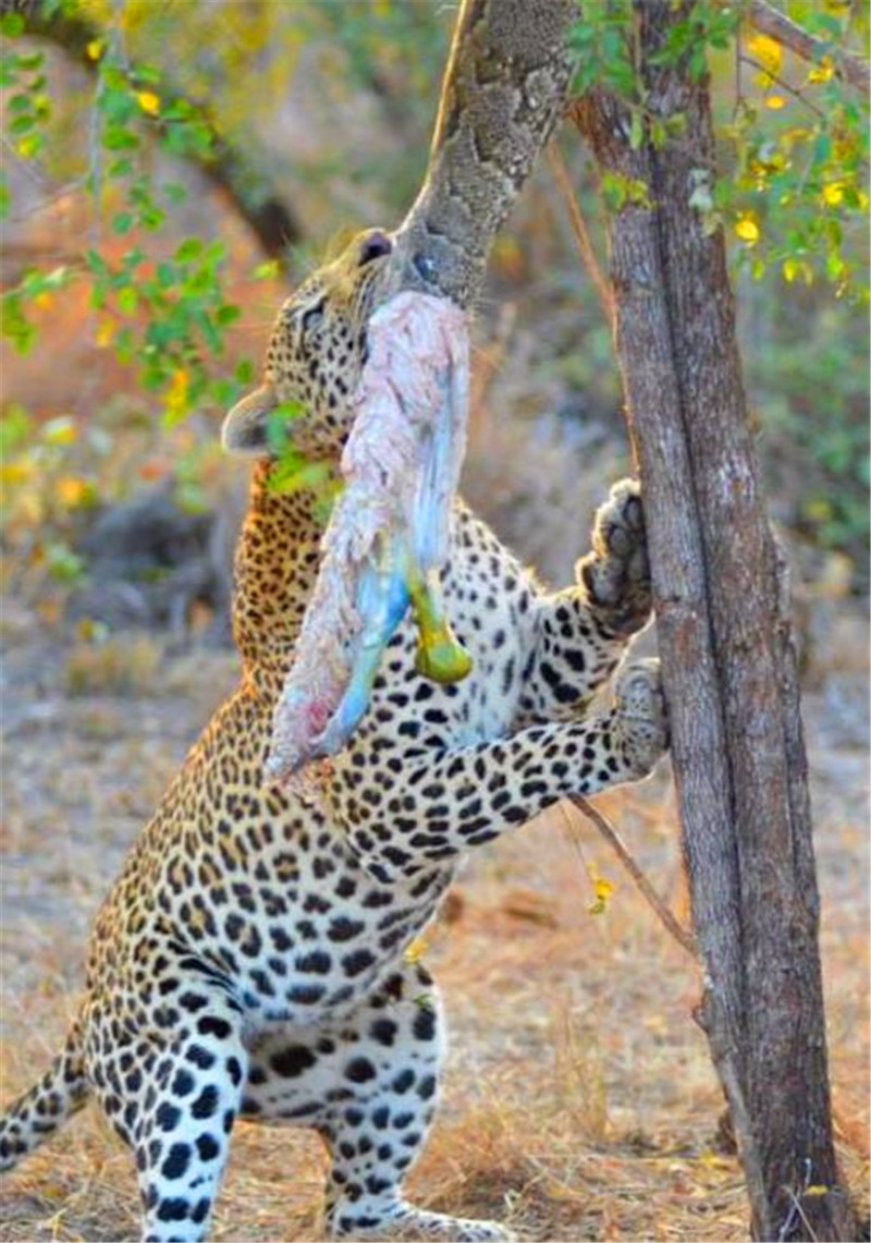 花豹发现美食后不但偷吃还要这样做,结果被当场抓包,尴尬了!