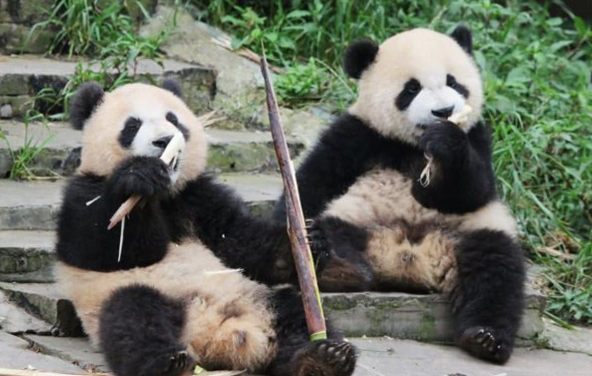 熊猫也会吃竹鼠?关于大熊猫的六条冷门