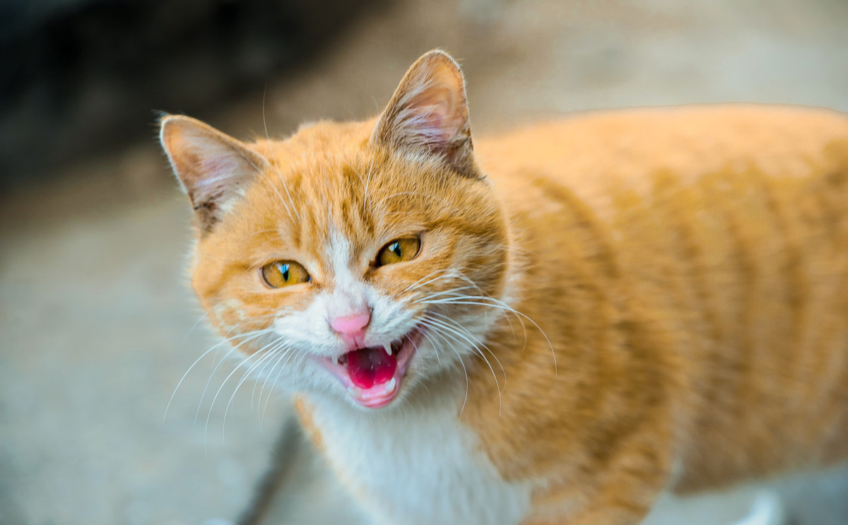 告诉我们舔屏大橘心血管病患病喘很多雪白肌肤丝缎般的华丽,闪着