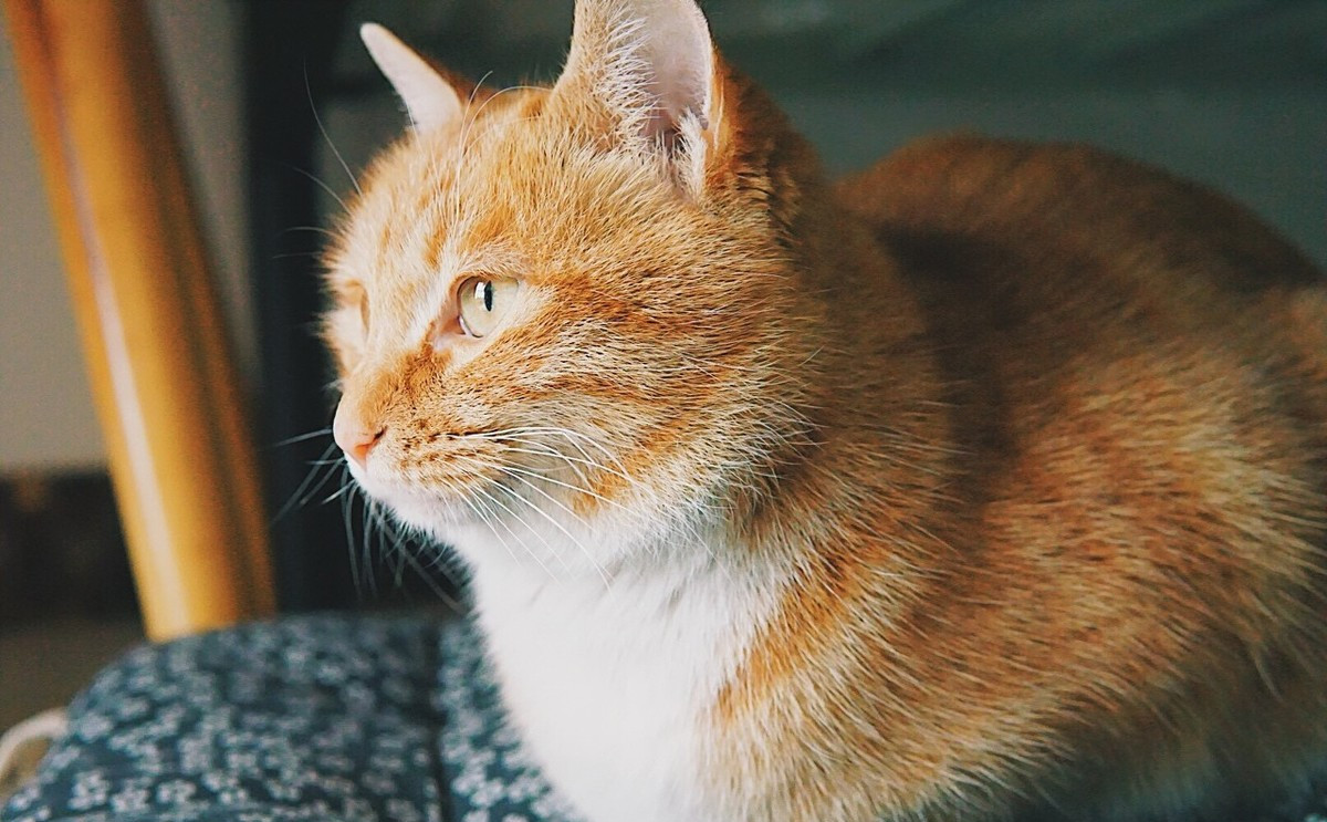 告诉我们舔屏大橘心血管病患病喘很多雪白肌肤丝缎般的华丽,闪着