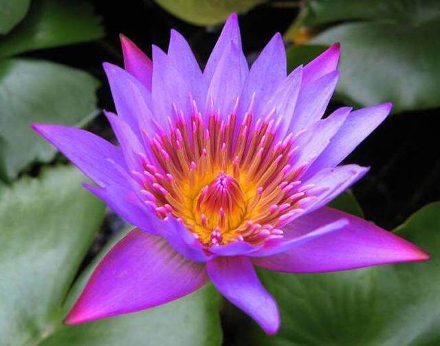 的花卉,黄金钻石根本不算什么,真是太惊艳了|花卉|钻石|花蕊_新浪新闻