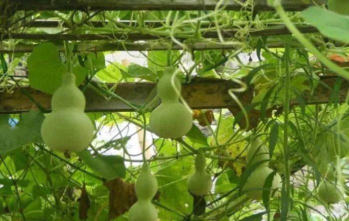 诗经《国风·邶风·匏有苦叶》赏析