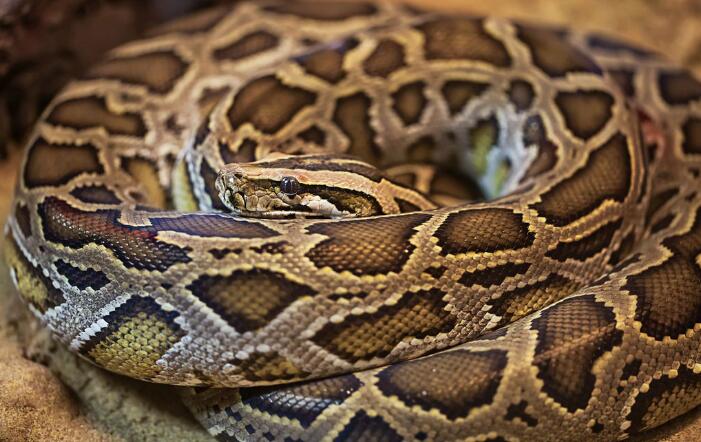 女孩救回一条小蛇,几年后遇到恶霸抢劫,蟒蛇赶来正及时