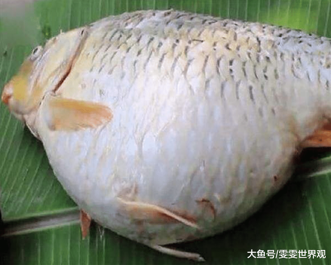 农村大叔钓到一条大鱼,感觉鱼肚子不对劲,剖开后不淡定了