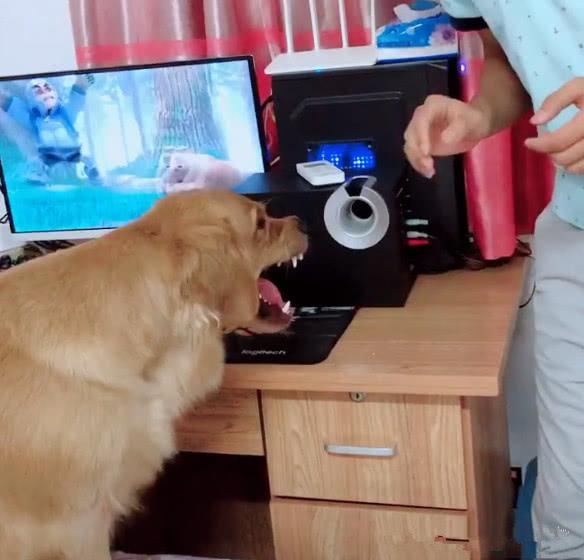 金毛狗子见钱眼开,这个小主人只是想玩一下电脑游戏