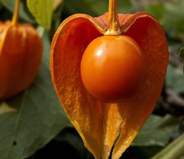 农村里少见的野果子,隔着屏幕都酸出口水,图四现在30一斤