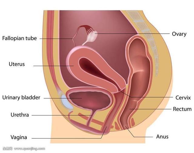 子宫的下方,在阴道后壁的上1/4段,仅有一层腹膜与直肠子宫凹陷相隔