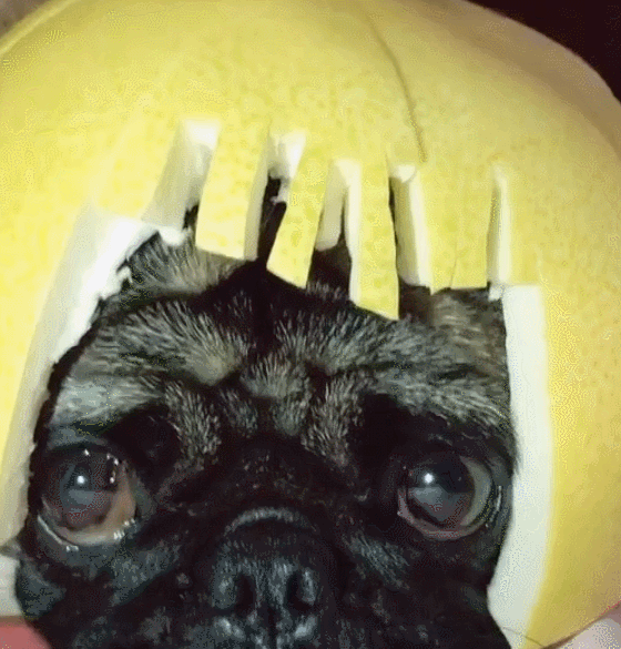 主人用柚子皮给狗狗做了顶帽子,狗狗的表情萌翻了