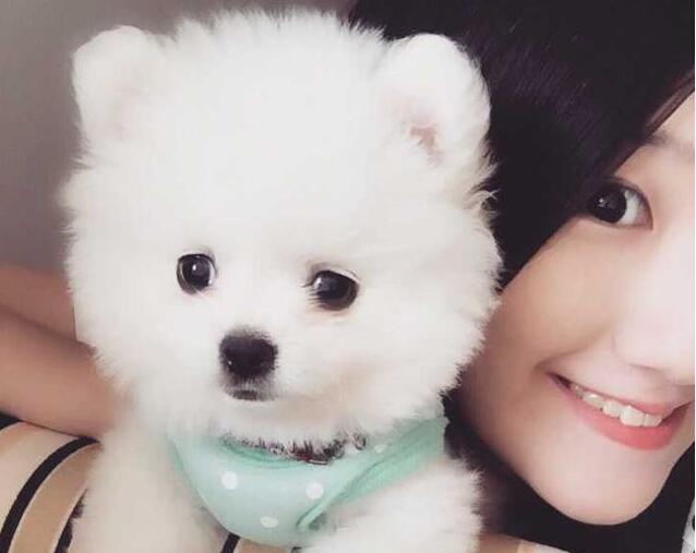 博美犬|狗狗|主人_新浪新闻
