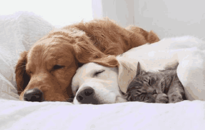 猫咪和2只狗狗相处融洽, 主人都羡慕它: 感觉它命运开挂了