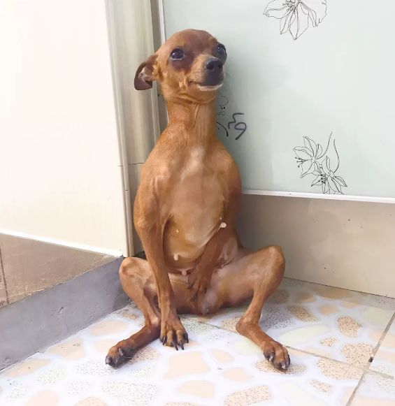 想让狗狗活更长久,就不要对它做下面五件事,宠主都知道吗?