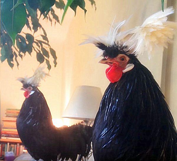 公鸡头上扎了俩小辫,感觉要被玩坏了,考虑过鸡的感受吗