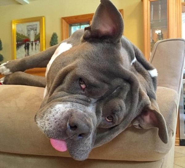 最生无可恋的狗狗,宝宝有点忧伤,汪:我是狗界的梁朝伟