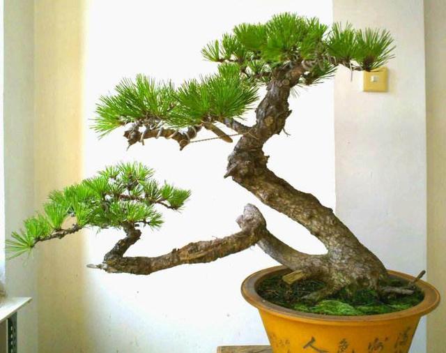 黑松盆景介绍,造型强劲,送人很不错!