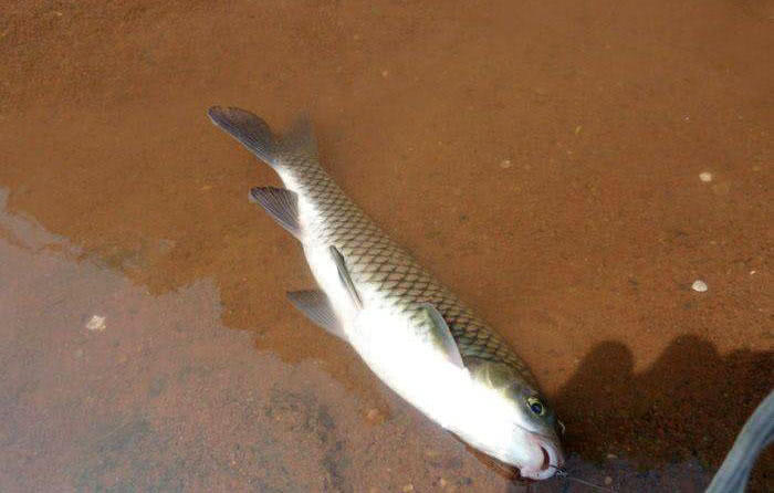 这河里钓得最多的是一种叫岩鲤的野生鱼