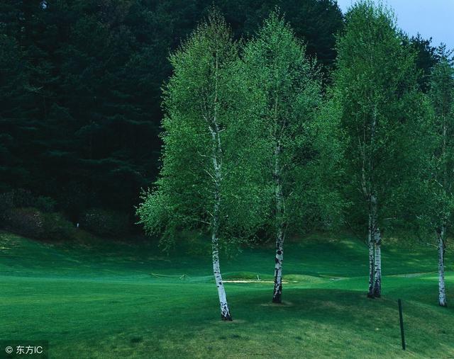 心理测试:你觉得哪个小树会长得最高,看你天生是什么命