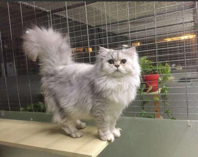 4个步骤让你挑选出品质不错金吉拉,看出你家猫咪纯不纯